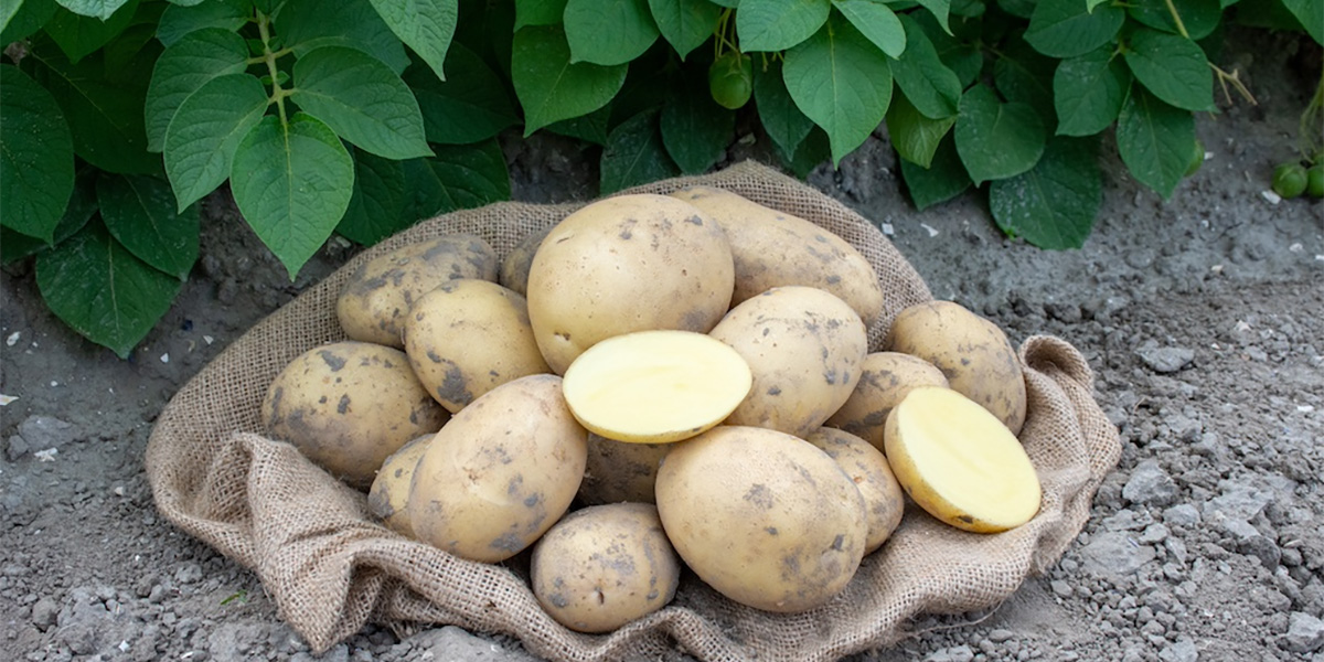 Filiera Romagnoli, nel 2023 cresce il valore delle patate